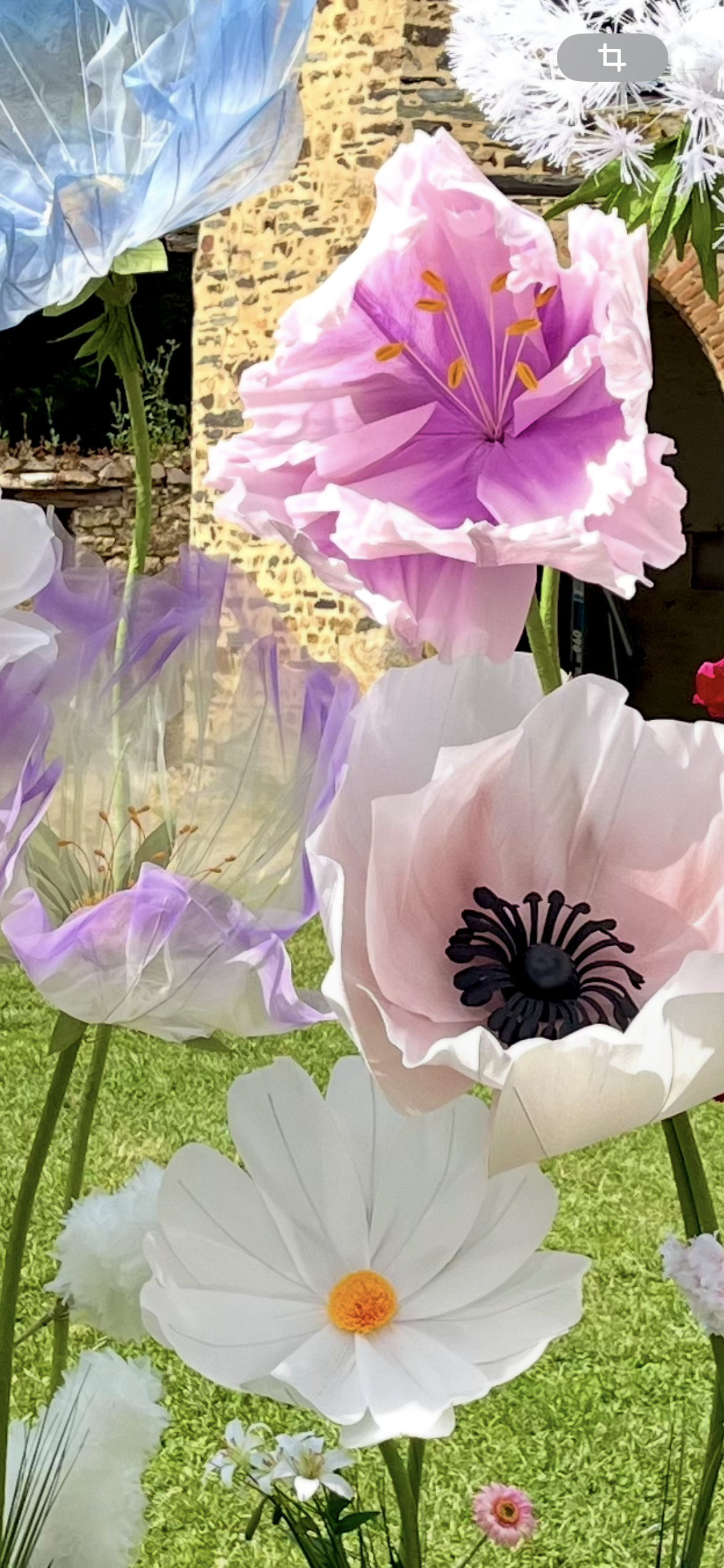 FLEURS GEANTES PETRONILLE