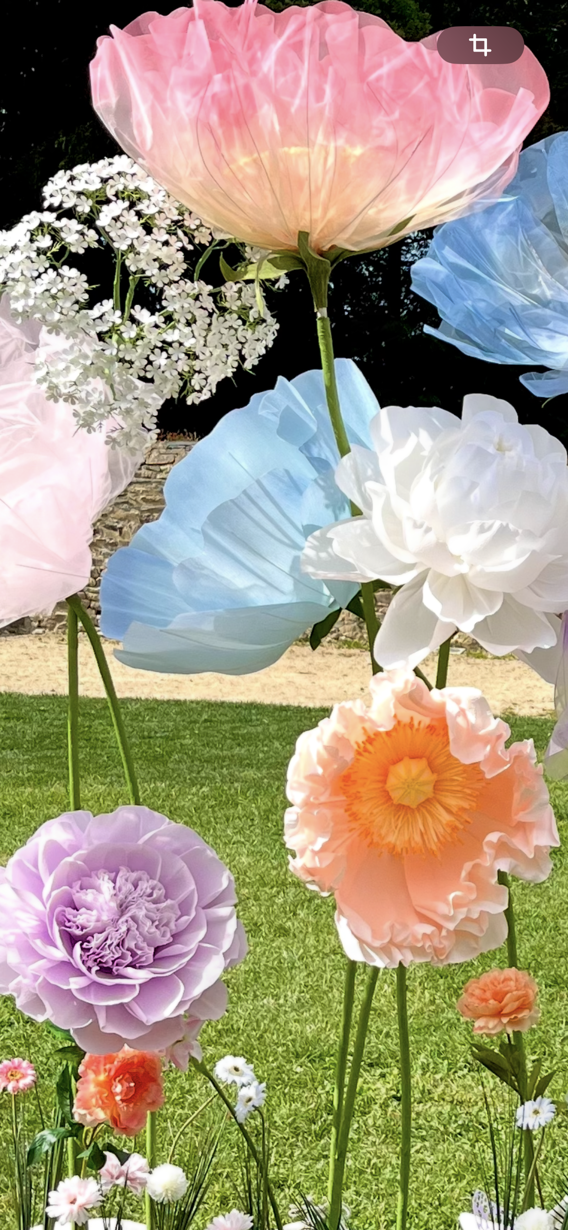 FLEURS GEANTES PETRONILLE