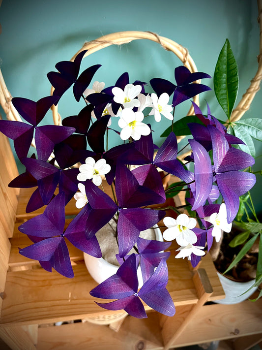 OXALIS POURPRE EN PAPIER