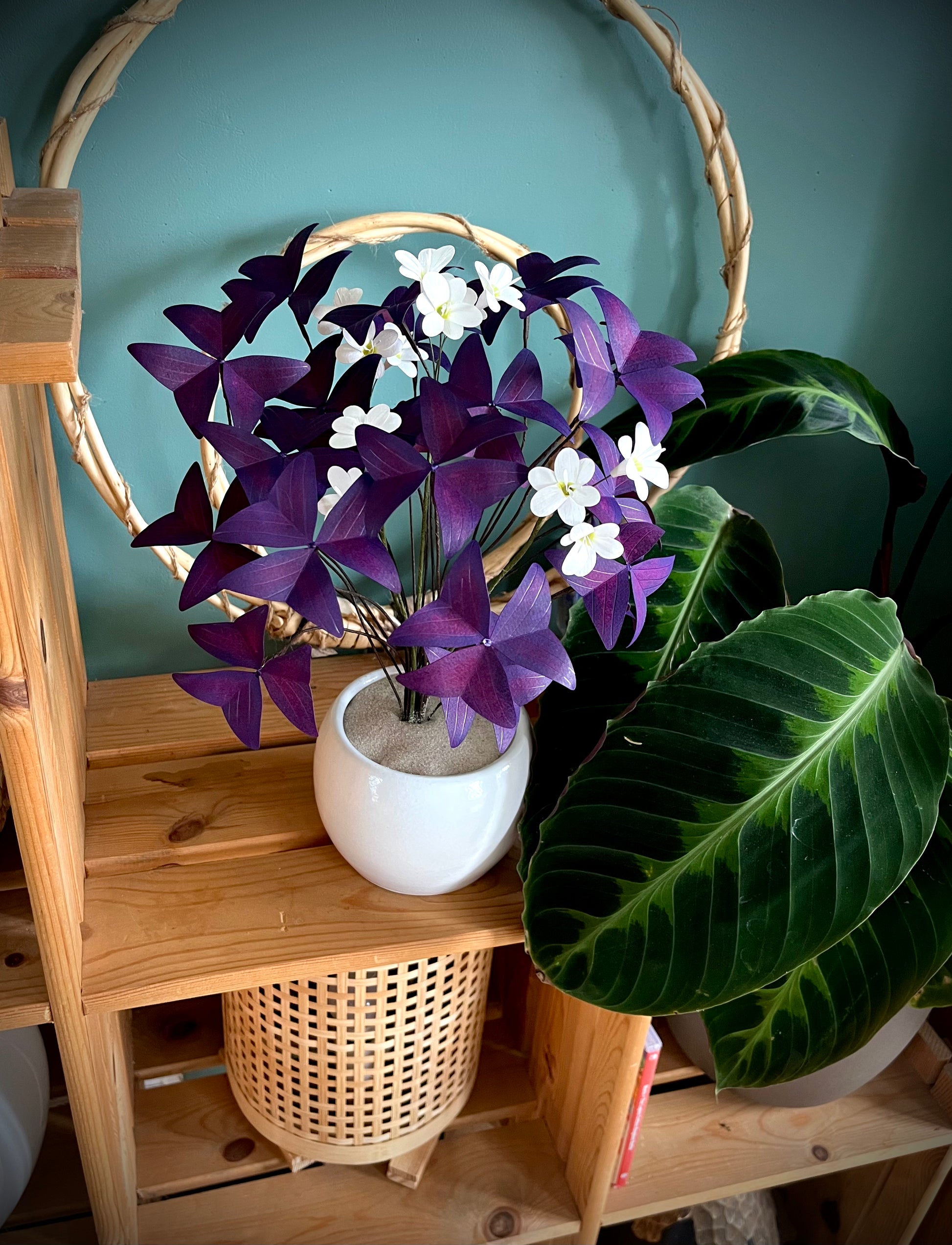 OXALIS POURPRE EN PAPIER1