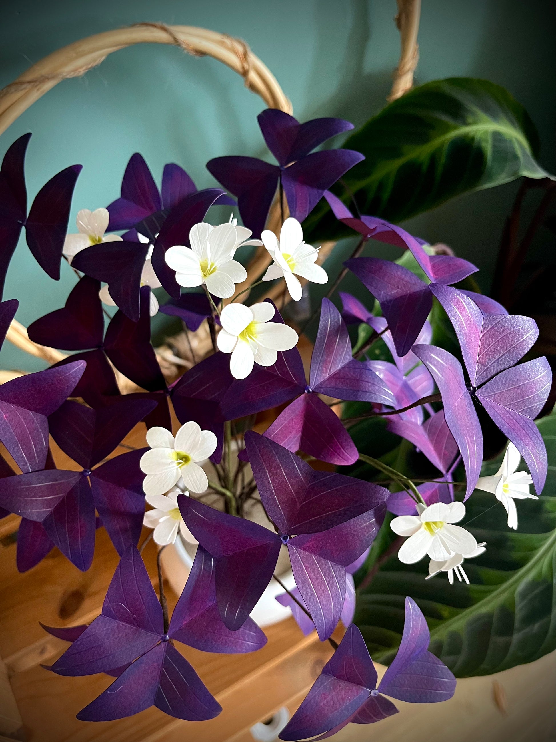 OXALIS POURPRE EN PAPIER 